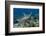 Indonesia, Komodo National Park, Tatawa Besar. Close-Up of Hawksbill Sea Turtle-Jaynes Gallery-Framed Photographic Print