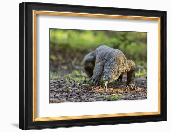 Indonesia, Loh Buaya-Nigel Pavitt-Framed Photographic Print