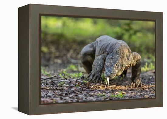 Indonesia, Loh Buaya-Nigel Pavitt-Framed Premier Image Canvas