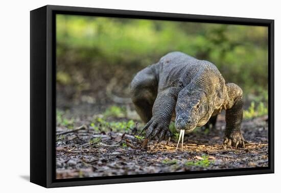 Indonesia, Loh Buaya-Nigel Pavitt-Framed Premier Image Canvas