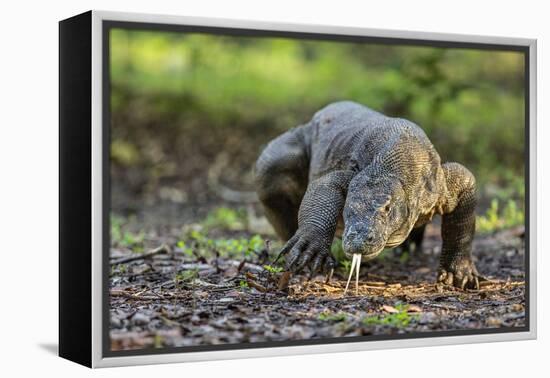 Indonesia, Loh Buaya-Nigel Pavitt-Framed Premier Image Canvas