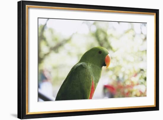 Indonesia, Micronesia, View of Eclectus Parrot-Stuart Westmorland-Framed Photographic Print