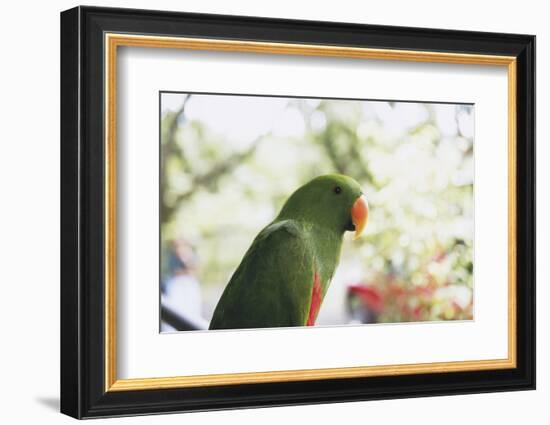 Indonesia, Micronesia, View of Eclectus Parrot-Stuart Westmorland-Framed Photographic Print