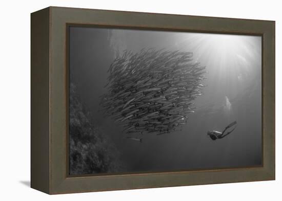 Indonesia, Scuba Diving in Sea-Michele Westmorland-Framed Premier Image Canvas