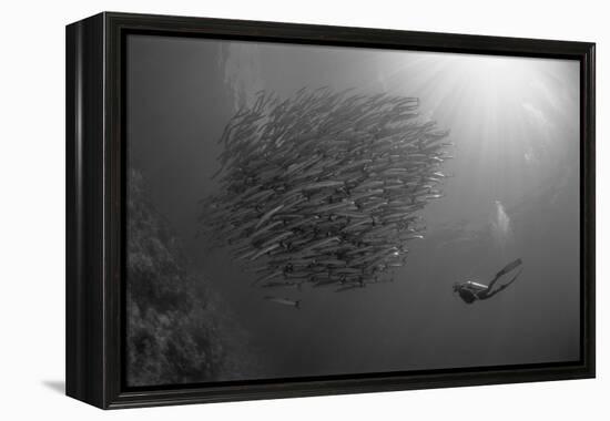 Indonesia, Scuba Diving in Sea-Michele Westmorland-Framed Premier Image Canvas