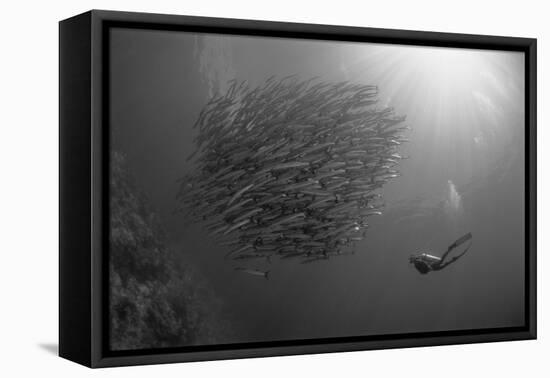 Indonesia, Scuba Diving in Sea-Michele Westmorland-Framed Premier Image Canvas