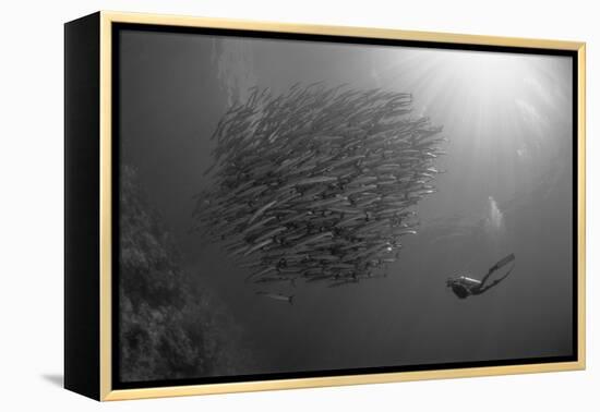 Indonesia, Scuba Diving in Sea-Michele Westmorland-Framed Premier Image Canvas