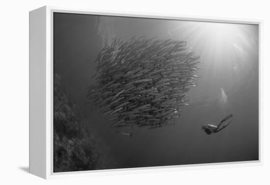 Indonesia, Scuba Diving in Sea-Michele Westmorland-Framed Premier Image Canvas