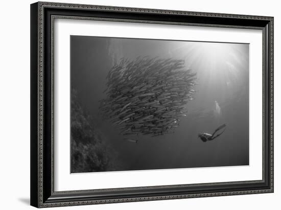 Indonesia, Scuba Diving in Sea-Michele Westmorland-Framed Photographic Print