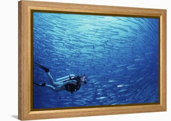 Indonesia, Scuba Diving in Sea-Michele Westmorland-Framed Premier Image Canvas