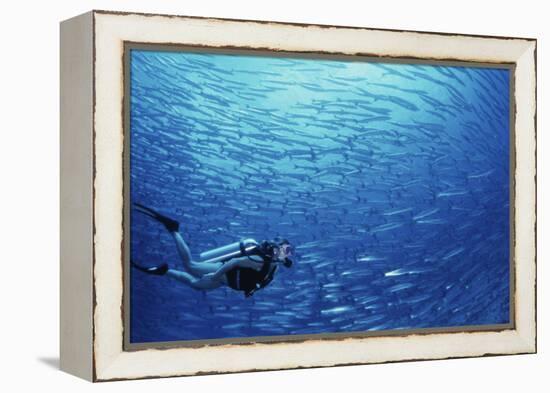 Indonesia, Scuba Diving in Sea-Michele Westmorland-Framed Premier Image Canvas