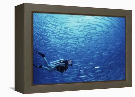 Indonesia, Scuba Diving in Sea-Michele Westmorland-Framed Premier Image Canvas