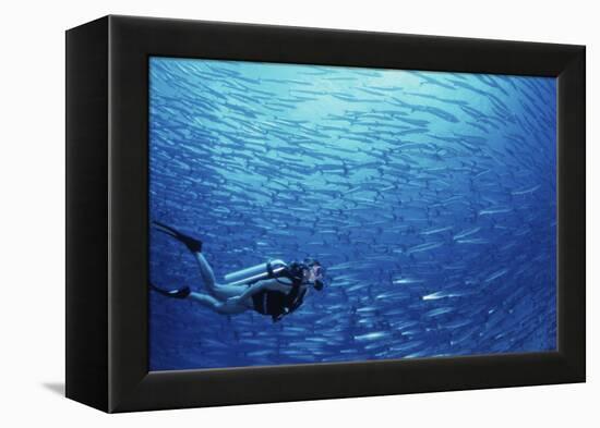 Indonesia, Scuba Diving in Sea-Michele Westmorland-Framed Premier Image Canvas