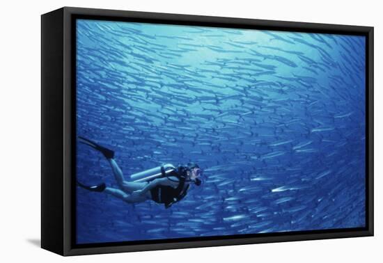 Indonesia, Scuba Diving in Sea-Michele Westmorland-Framed Premier Image Canvas