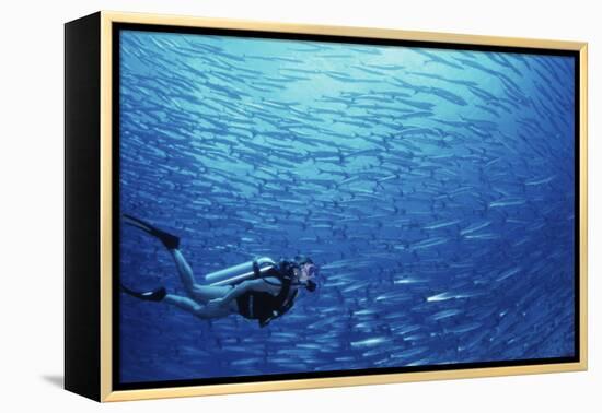 Indonesia, Scuba Diving in Sea-Michele Westmorland-Framed Premier Image Canvas