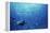 Indonesia, Scuba Diving in Sea-Michele Westmorland-Framed Premier Image Canvas