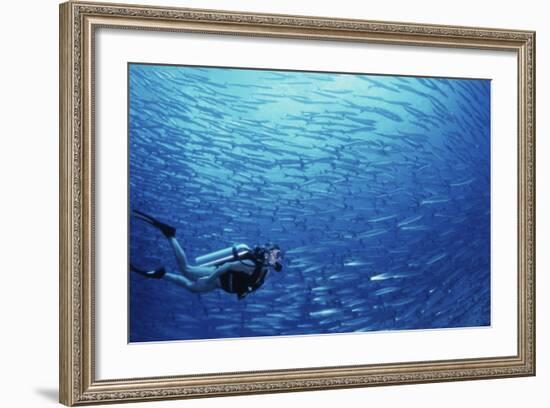 Indonesia, Scuba Diving in Sea-Michele Westmorland-Framed Photographic Print