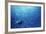 Indonesia, Scuba Diving in Sea-Michele Westmorland-Framed Photographic Print