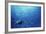 Indonesia, Scuba Diving in Sea-Michele Westmorland-Framed Photographic Print