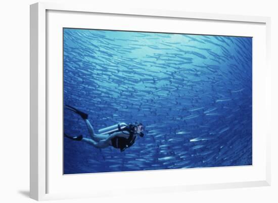 Indonesia, Scuba Diving in Sea-Michele Westmorland-Framed Photographic Print