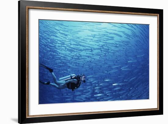 Indonesia, Scuba Diving in Sea-Michele Westmorland-Framed Photographic Print