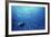 Indonesia, Scuba Diving in Sea-Michele Westmorland-Framed Photographic Print