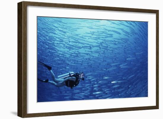 Indonesia, Scuba Diving in Sea-Michele Westmorland-Framed Photographic Print