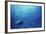 Indonesia, Scuba Diving in Sea-Michele Westmorland-Framed Photographic Print