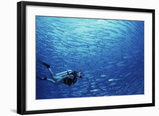 Indonesia, Scuba Diving in Sea-Michele Westmorland-Framed Photographic Print