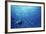 Indonesia, Scuba Diving in Sea-Michele Westmorland-Framed Photographic Print