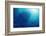 Indonesia, Scuba Diving in Sea-Michele Westmorland-Framed Photographic Print