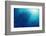 Indonesia, Scuba Diving in Sea-Michele Westmorland-Framed Photographic Print