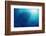 Indonesia, Scuba Diving in Sea-Michele Westmorland-Framed Photographic Print