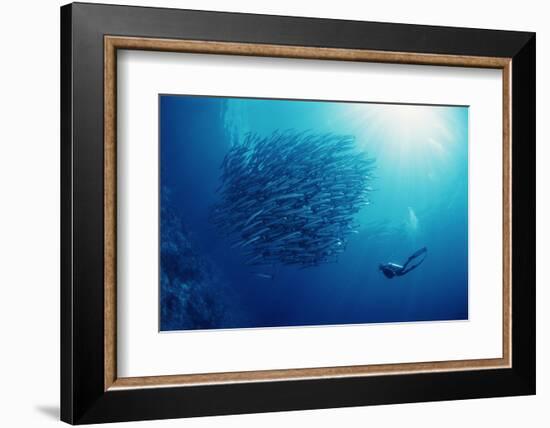 Indonesia, Scuba Diving in Sea-Michele Westmorland-Framed Photographic Print