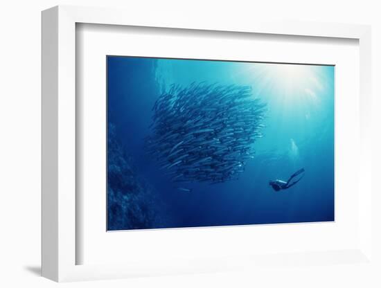 Indonesia, Scuba Diving in Sea-Michele Westmorland-Framed Photographic Print