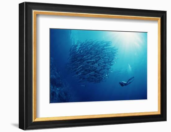 Indonesia, Scuba Diving in Sea-Michele Westmorland-Framed Photographic Print