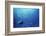 Indonesia, Scuba Diving in Sea-Michele Westmorland-Framed Photographic Print