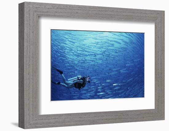 Indonesia, Scuba Diving in Sea-Michele Westmorland-Framed Photographic Print