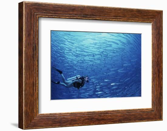 Indonesia, Scuba Diving in Sea-Michele Westmorland-Framed Photographic Print