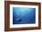 Indonesia, Scuba Diving in Sea-Michele Westmorland-Framed Photographic Print