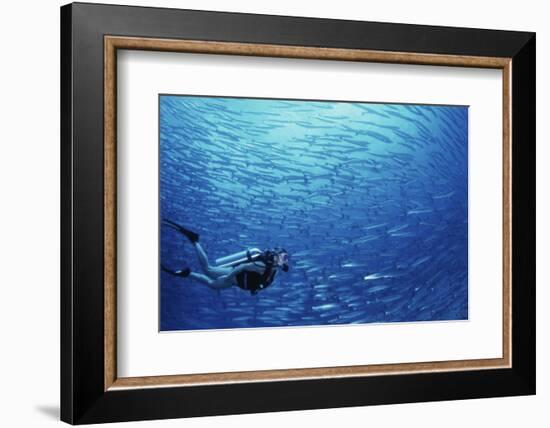 Indonesia, Scuba Diving in Sea-Michele Westmorland-Framed Photographic Print