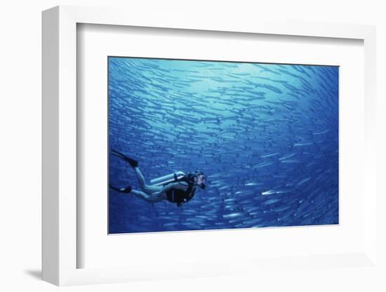 Indonesia, Scuba Diving in Sea-Michele Westmorland-Framed Photographic Print