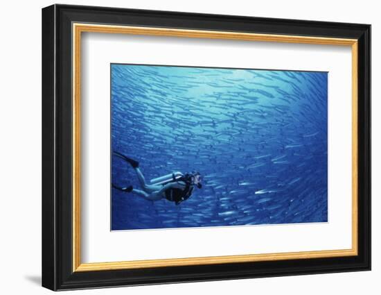 Indonesia, Scuba Diving in Sea-Michele Westmorland-Framed Photographic Print