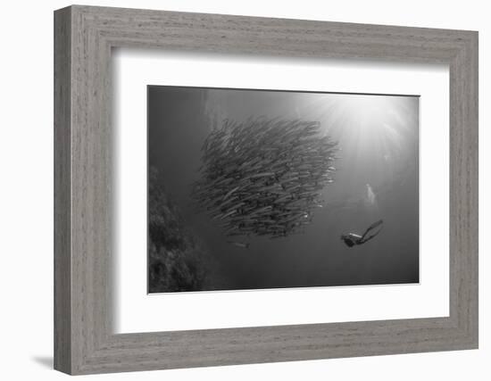 Indonesia, Scuba Diving in Sea-Michele Westmorland-Framed Photographic Print