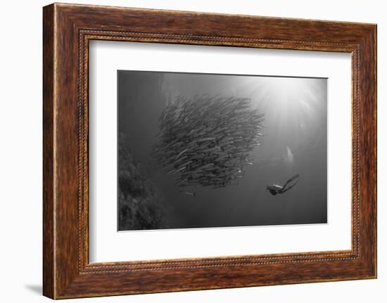 Indonesia, Scuba Diving in Sea-Michele Westmorland-Framed Photographic Print