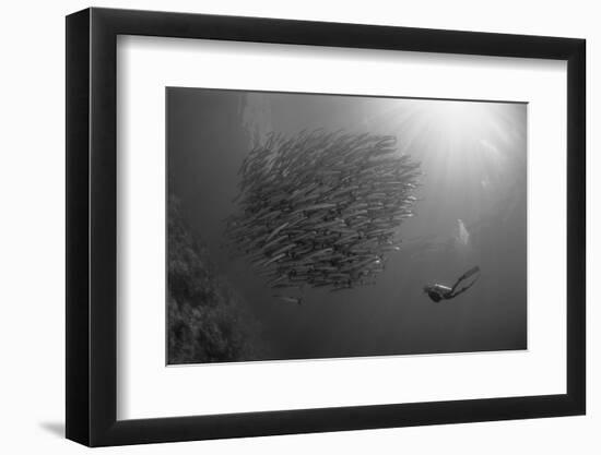 Indonesia, Scuba Diving in Sea-Michele Westmorland-Framed Photographic Print