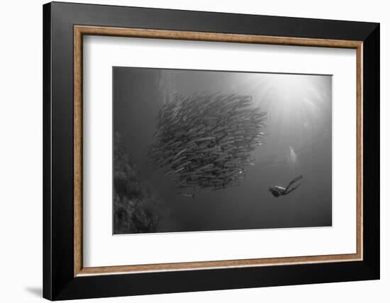 Indonesia, Scuba Diving in Sea-Michele Westmorland-Framed Photographic Print