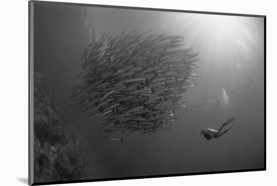 Indonesia, Scuba Diving in Sea-Michele Westmorland-Mounted Photographic Print