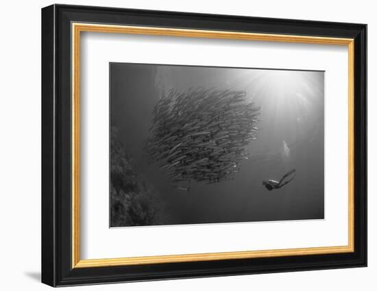 Indonesia, Scuba Diving in Sea-Michele Westmorland-Framed Photographic Print