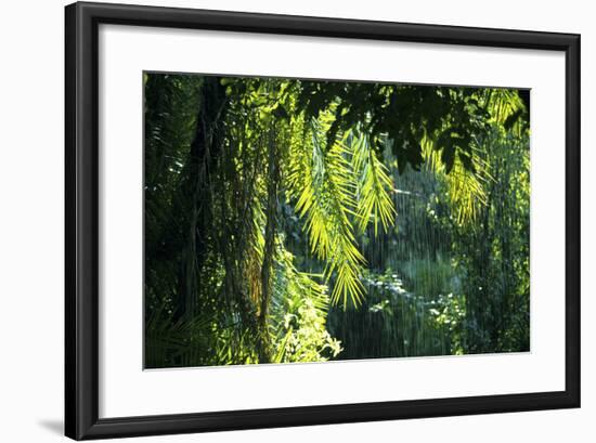 Indonesia, Sulawesi. Rain Pours Between Verdant Palm Fronds Giving Life to the Rainforest-David Slater-Framed Photographic Print